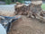 STUMP BUCKET
