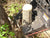 CISAILLE À ARBRES Ensemble de cisaille à arbres de 10 po